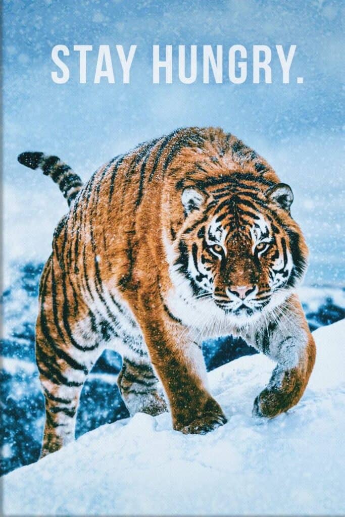 A ferocious tiger glares at the viewer. "Stay hungry," the image reads. 